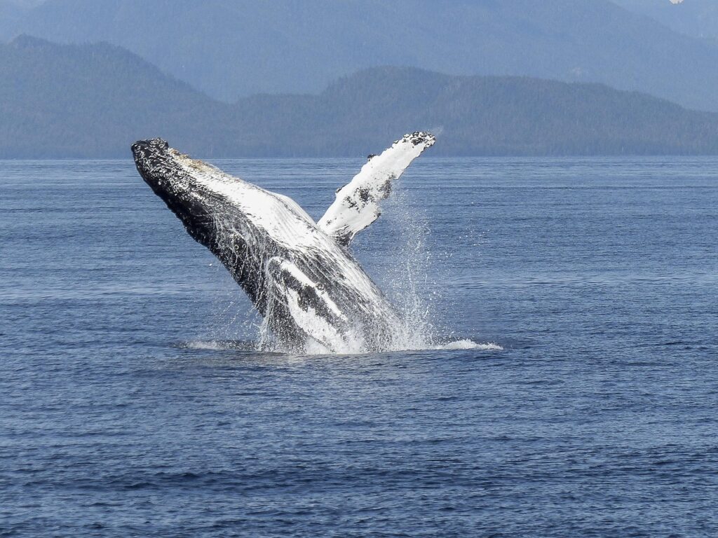 Whale Pee Plays a Key Role in Ocean Ecosystems, Study Finds