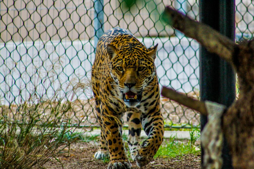 Zoo Owner Arrested for Drugs, Guns, and Animal Neglect