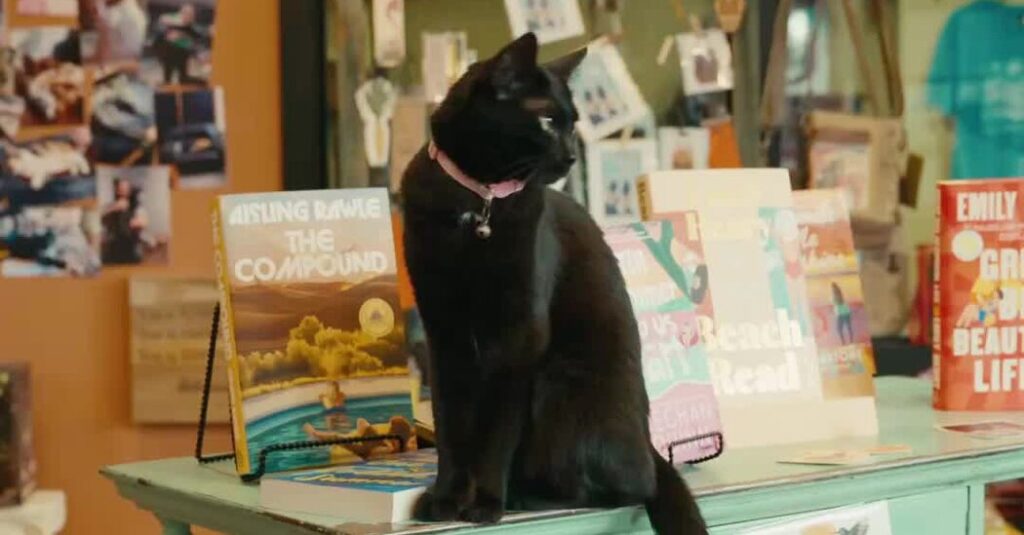 New Book Showcases Cats Inside Small Businesses Across NYC
